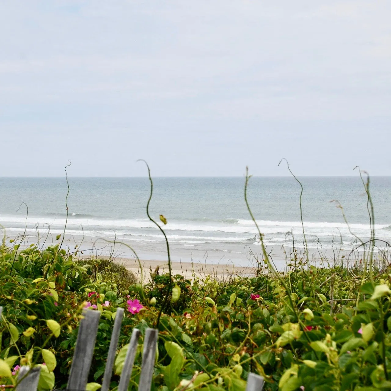 Cape Summer by Ruth Magnusson