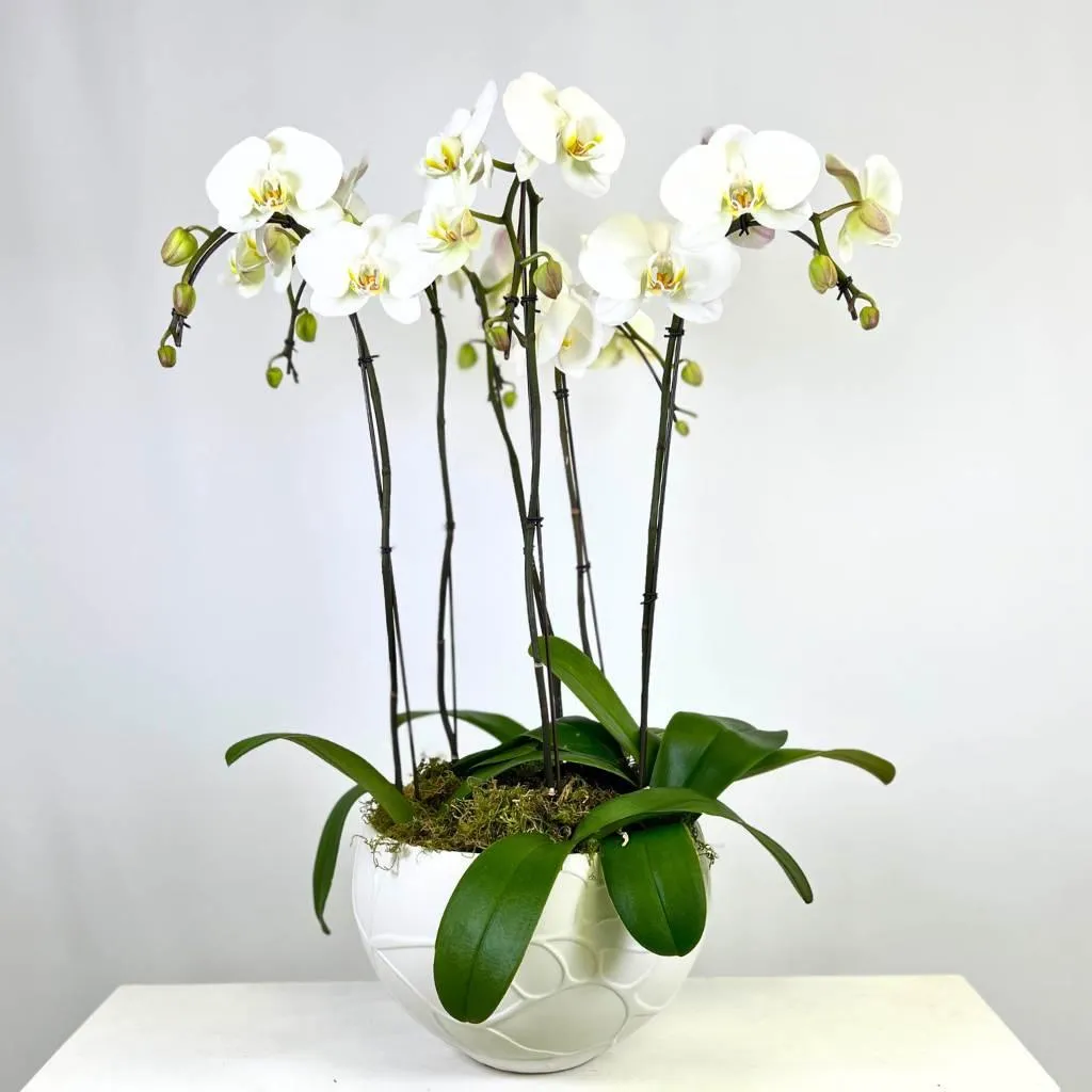 Luxe White Orchid Planter