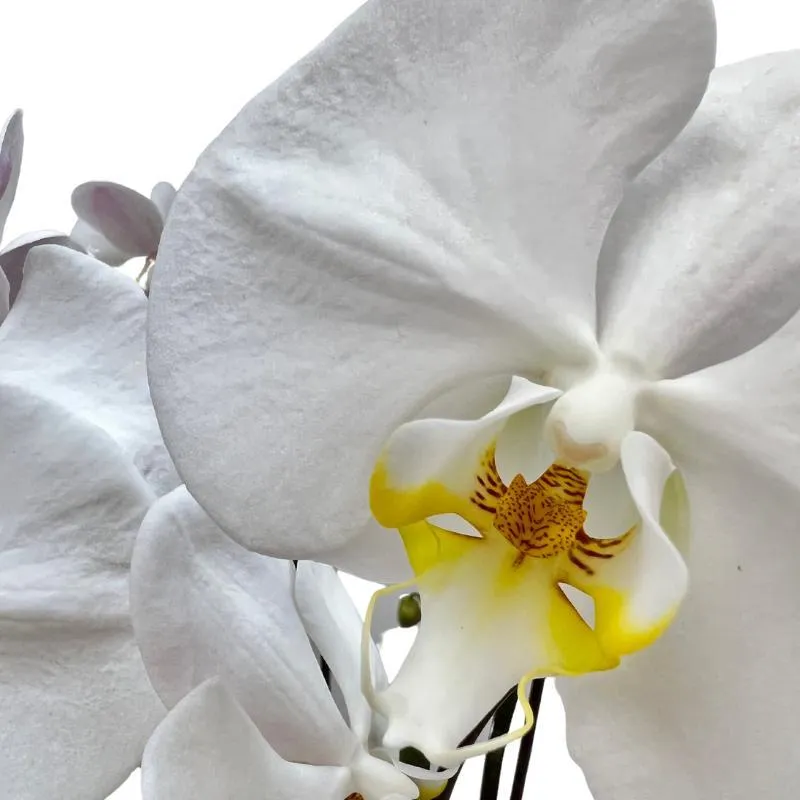 Luxe White Orchid Planter