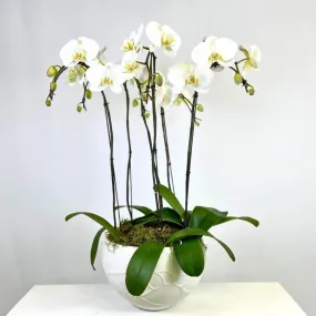 Luxe White Orchid Planter