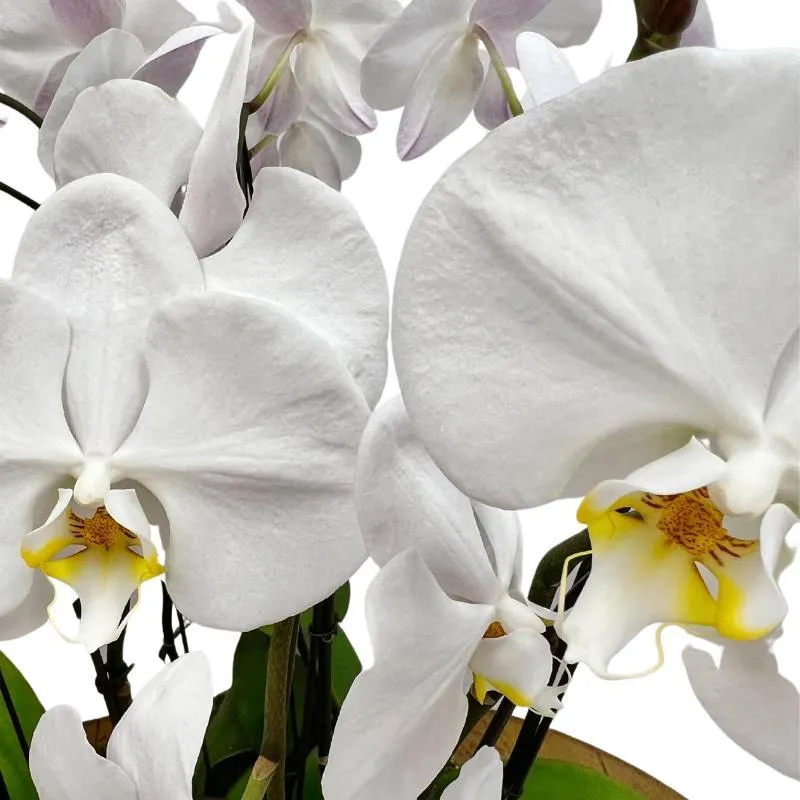 Luxe White Orchid Planter
