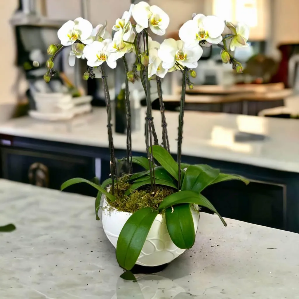 Luxe White Orchid Planter