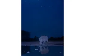 Nocturnal Reflections
